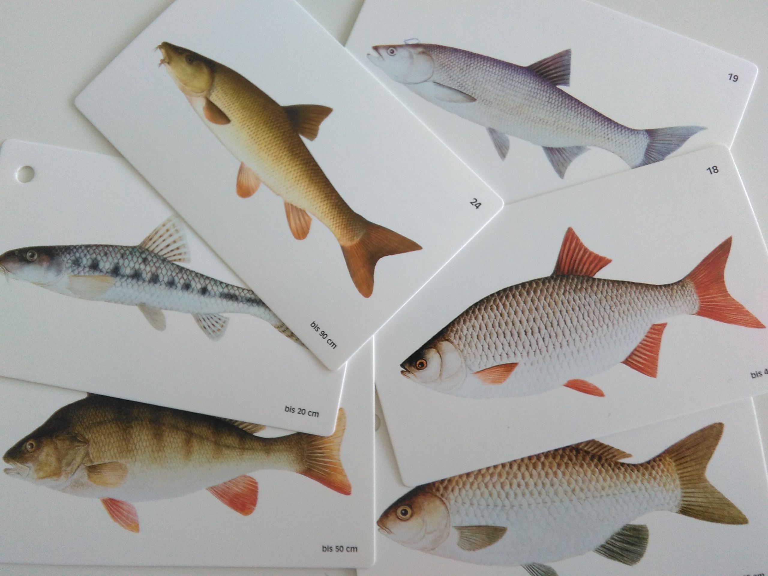 Fischbilder.jpg